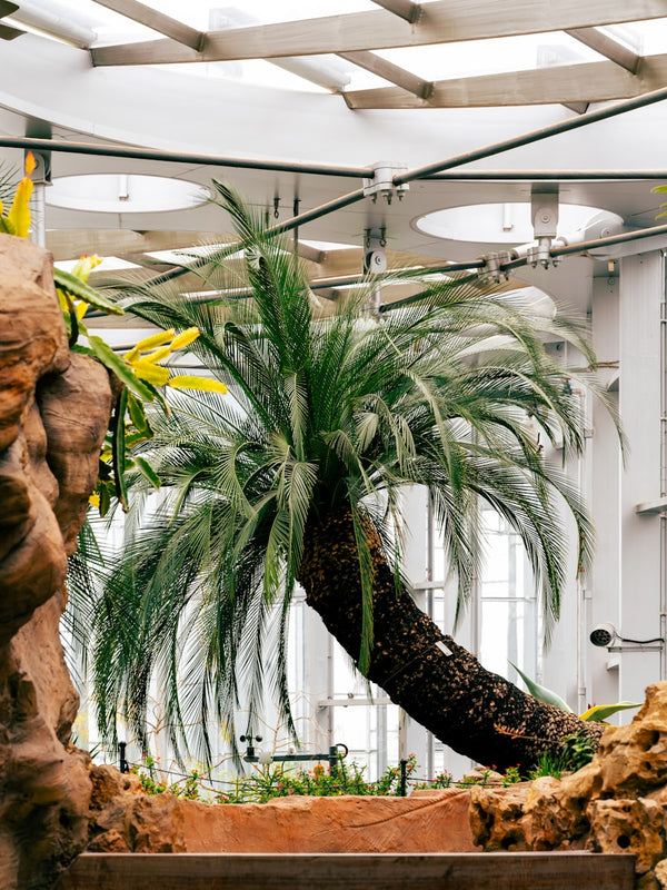 Platzhalter Kategorie Kunstpalmen