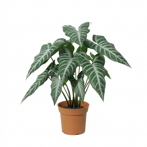 Alocasia künstlich