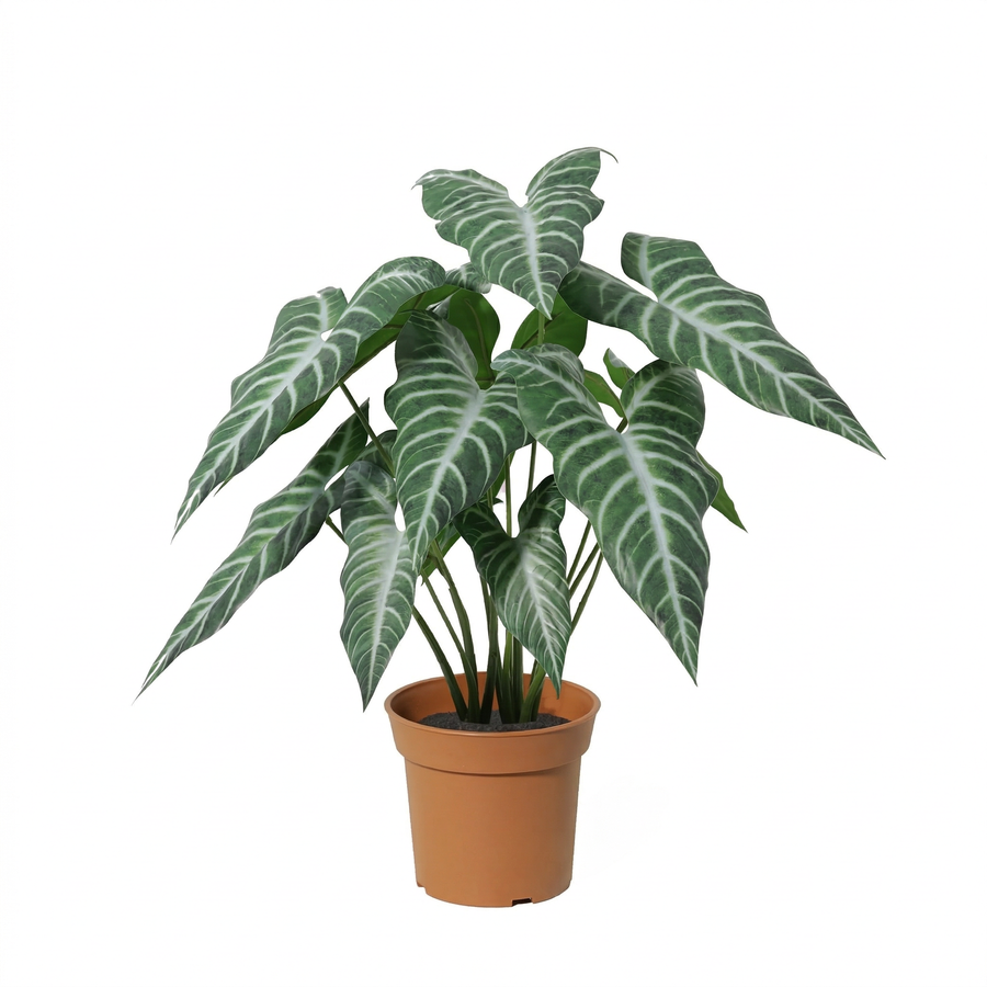Alocasia künstlich