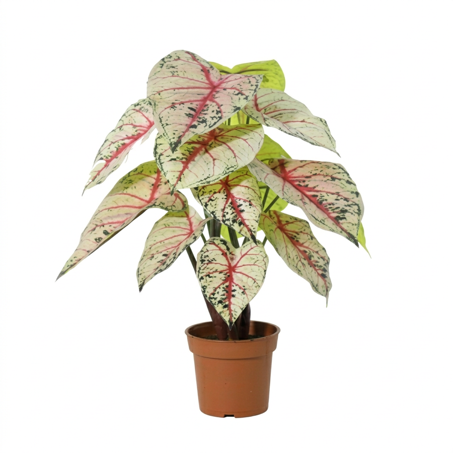 Caladium künstlich