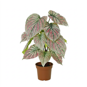 Caladium künstlich