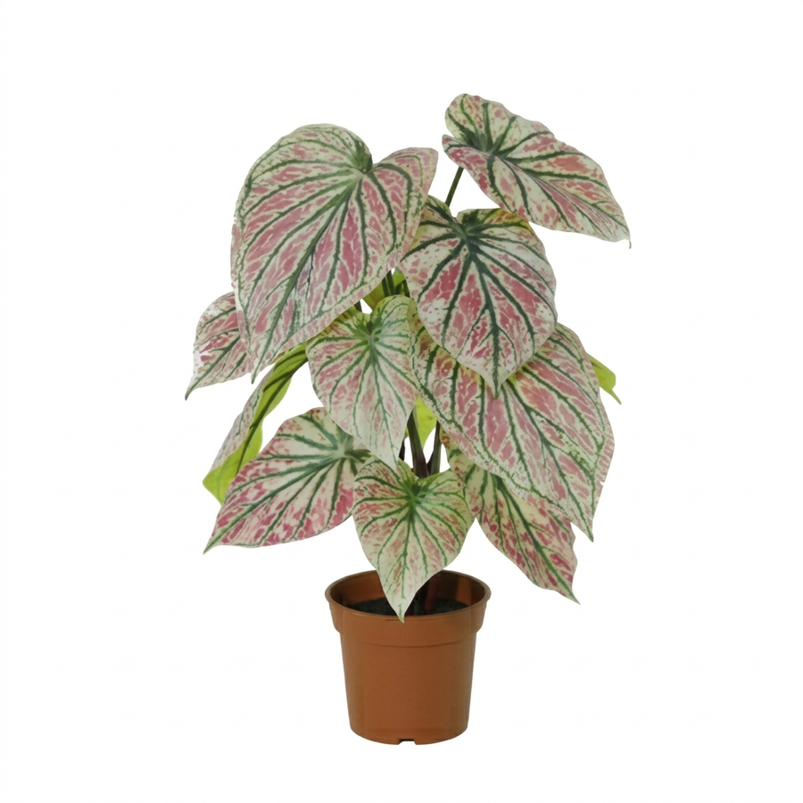 Caladium künstlich