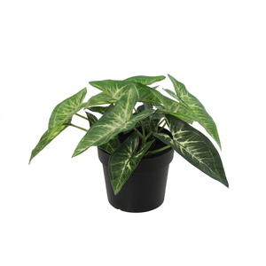 Syngonium künstlich
