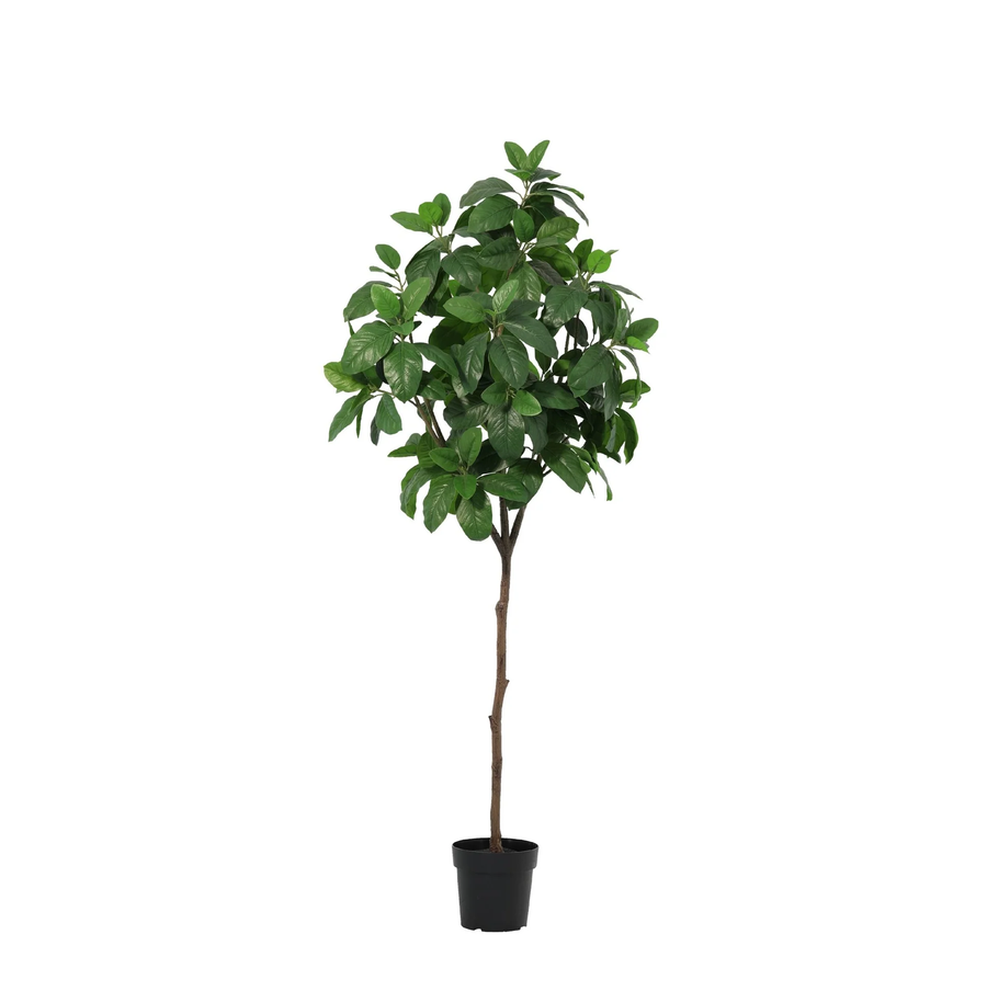 Magnolie künstlich