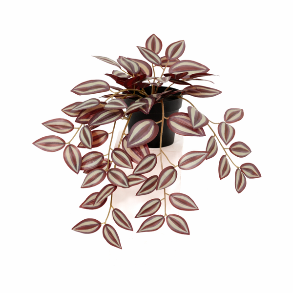 Tradescantia künstlich