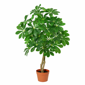 Schefflera künstlich