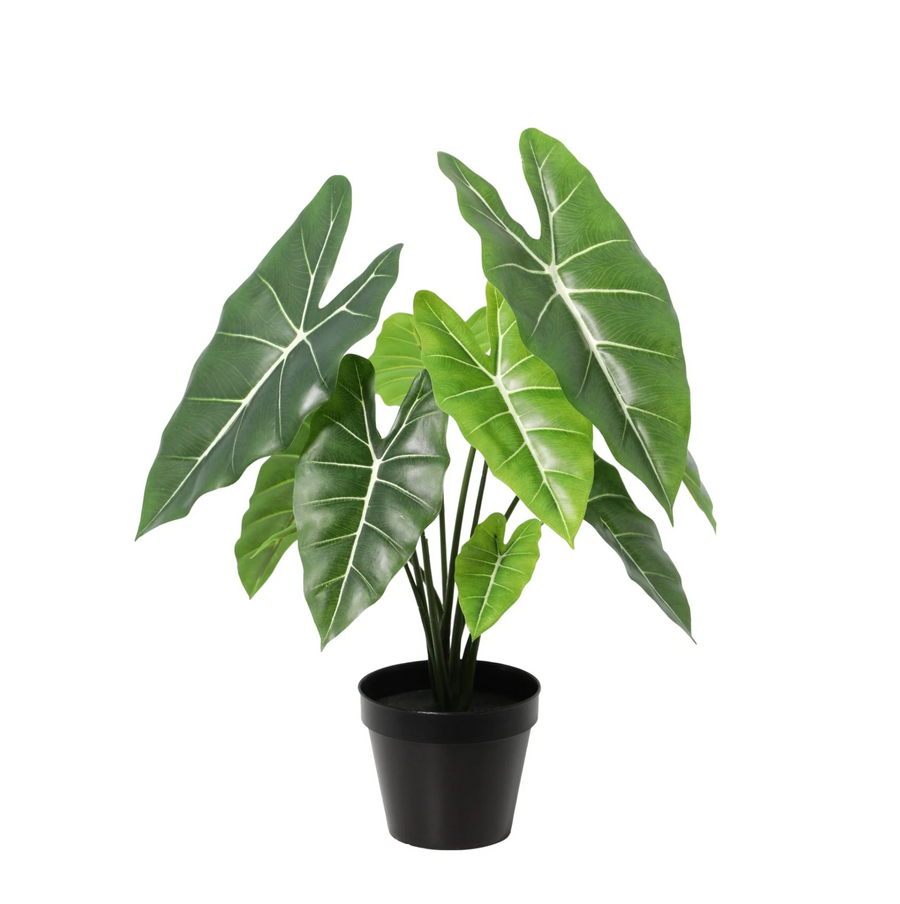 Alocasia künstlich