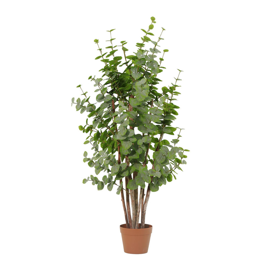 Eukalyptus künstlich