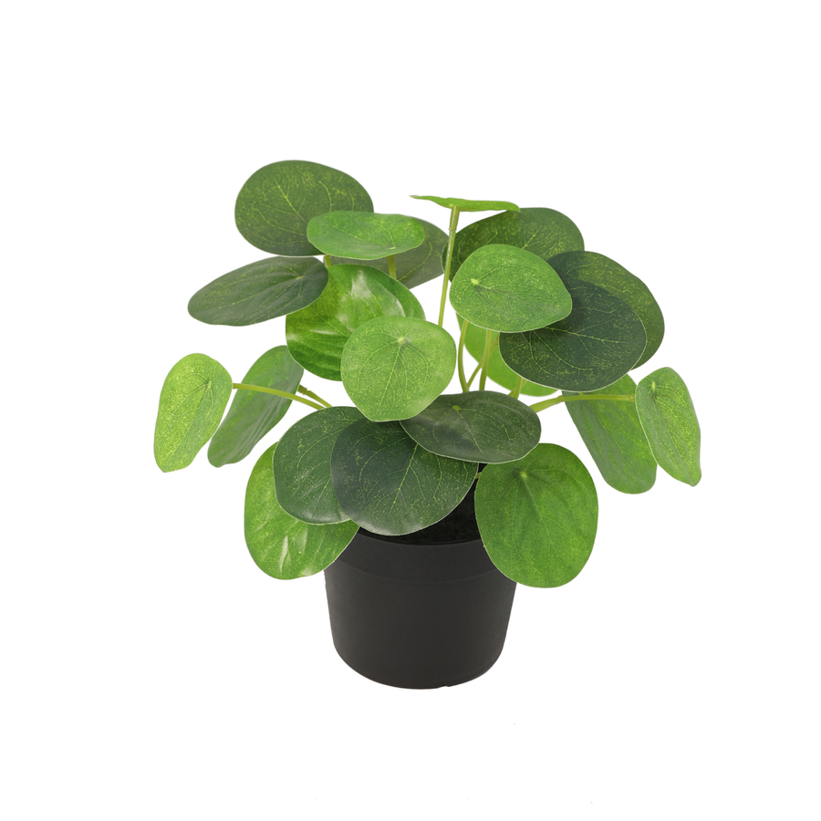 Pilea künstlich